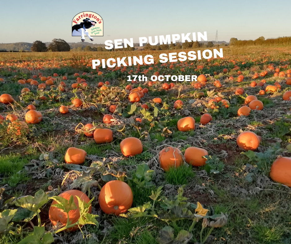 SEN Pumpkin Picking image