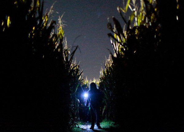 Flashlight Maze  on Oct 11, 00:00@Collins Farm - Buy tickets and Get information on Collins Farm Corn Maze 