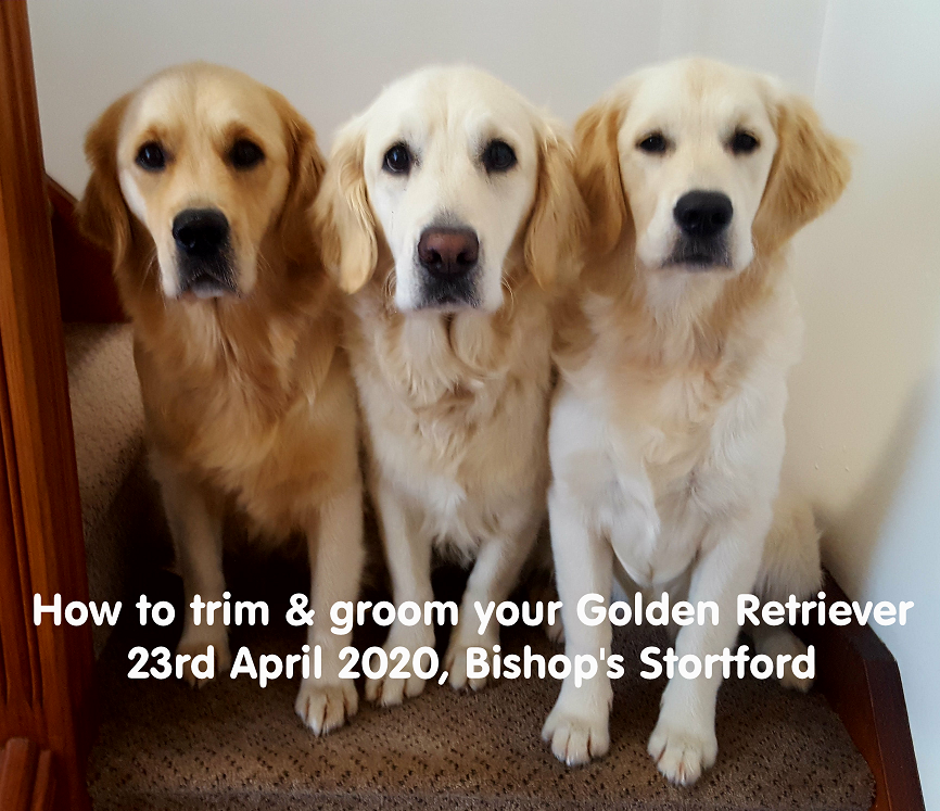 How to trim & groom your Golden Retriever image