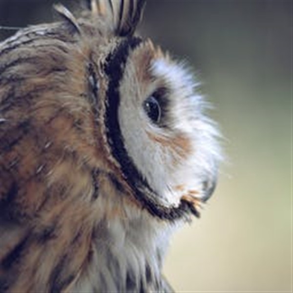 eventname (Archived) image