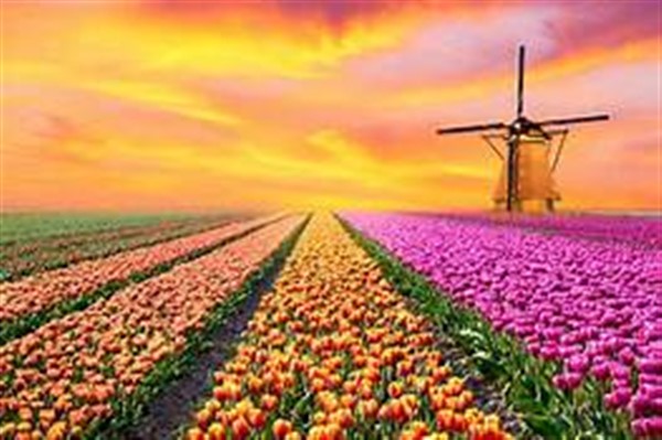 Get Information and buy tickets to Tulip Festival 2024  on Crossroad Tours Inc.