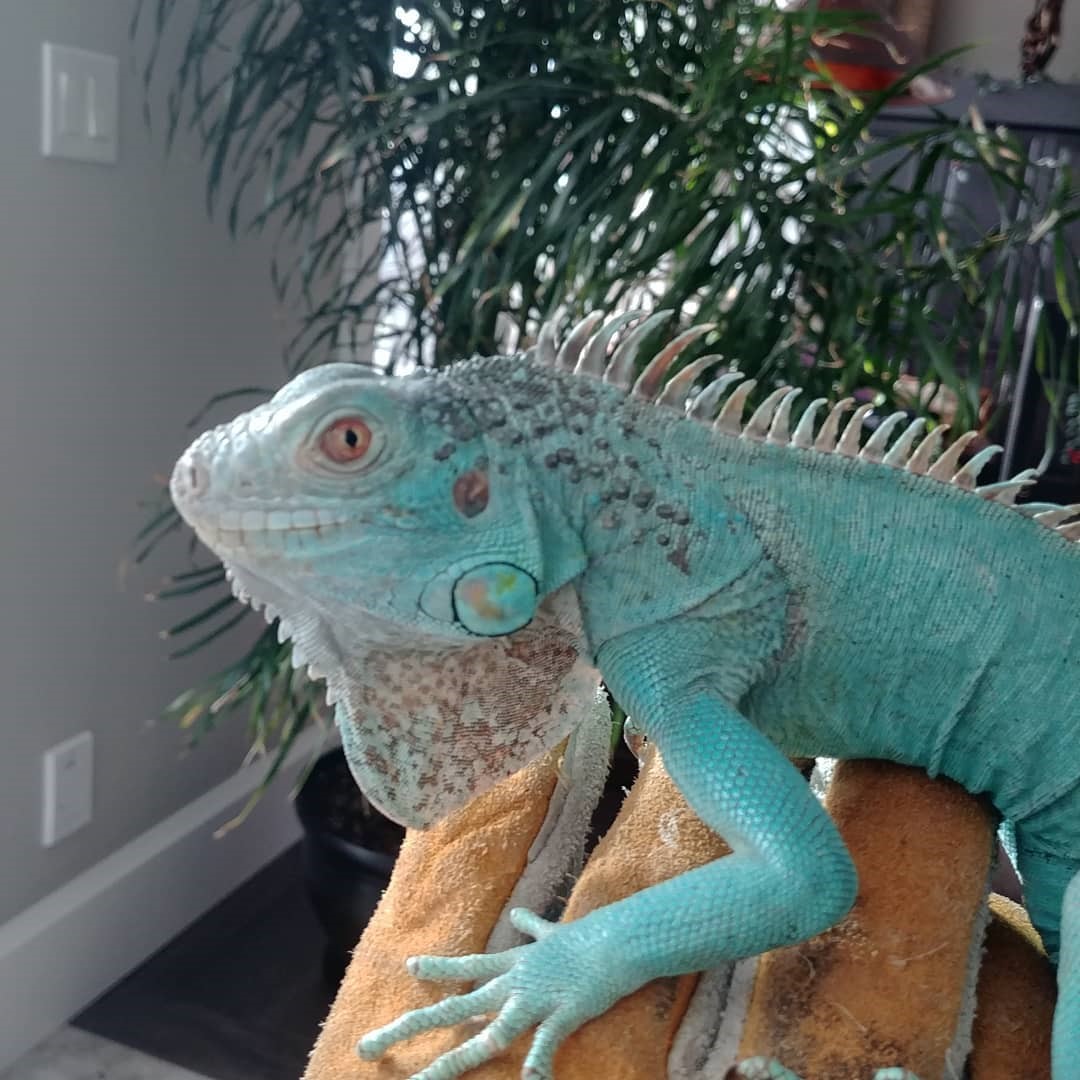 Amazing Arboreals image