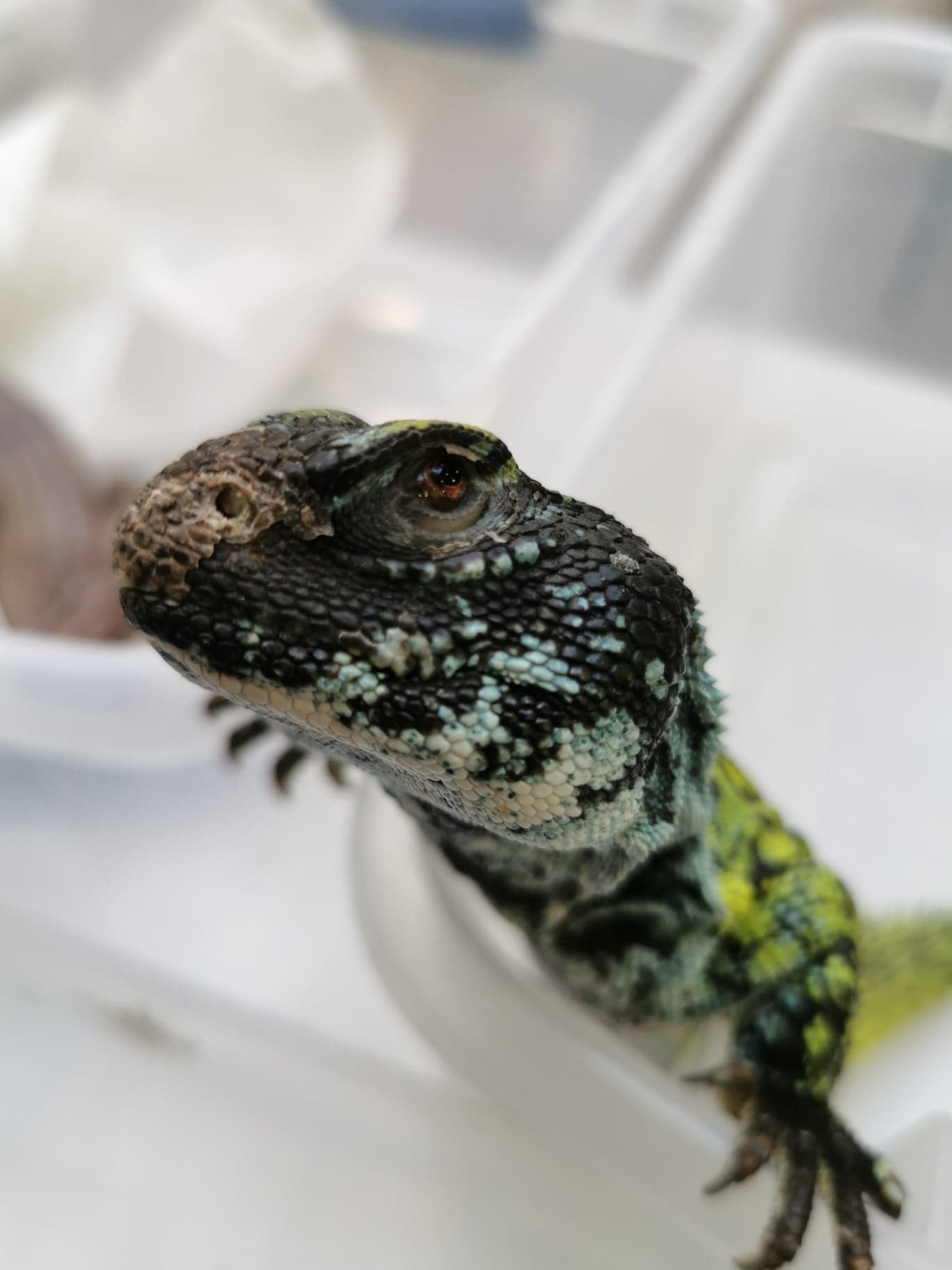 Adult Night - African Reptiles image