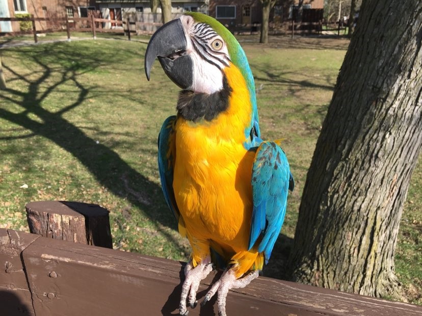 Let's Talk Flocks! image