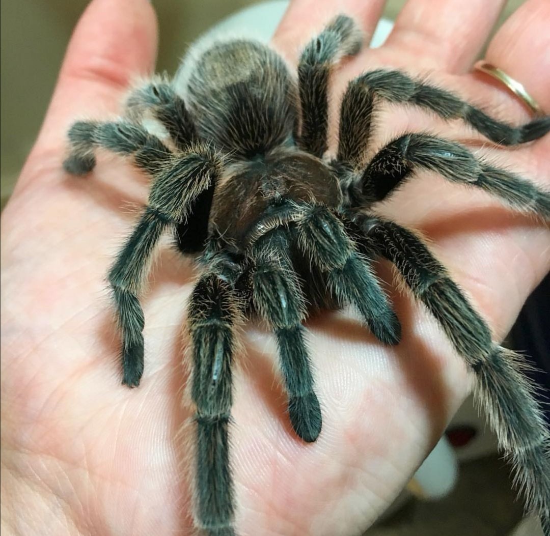 Arachno-fun-bia!  on Oct 23, 14:30@YYC Nature & Education Centre - Buy tickets and Get information on YYC Nature & Education Centre 