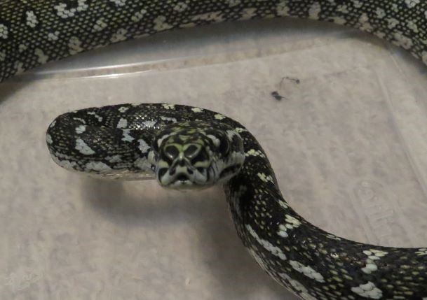 PD Day – Fear and Phobias image