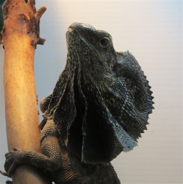 PD Day – Living Dinosaurs image