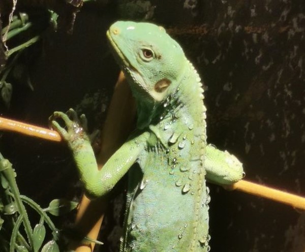 Public Day: Endangered Species image