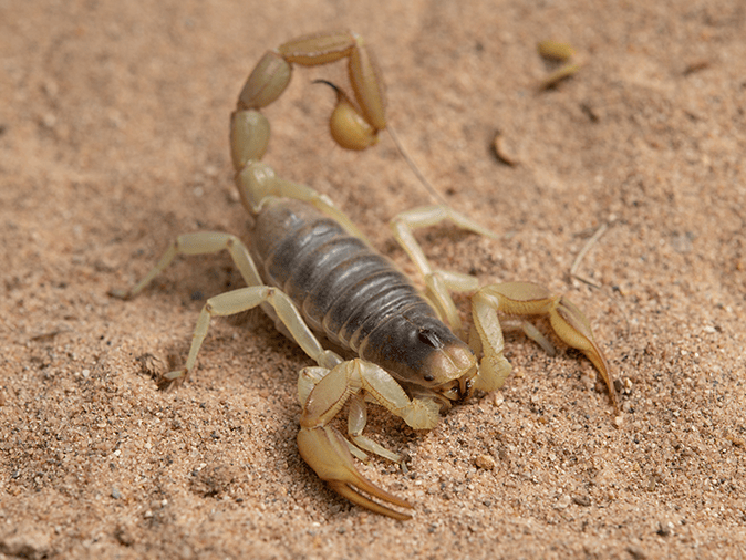 Homeschool Session - Creepy Crawlies image
