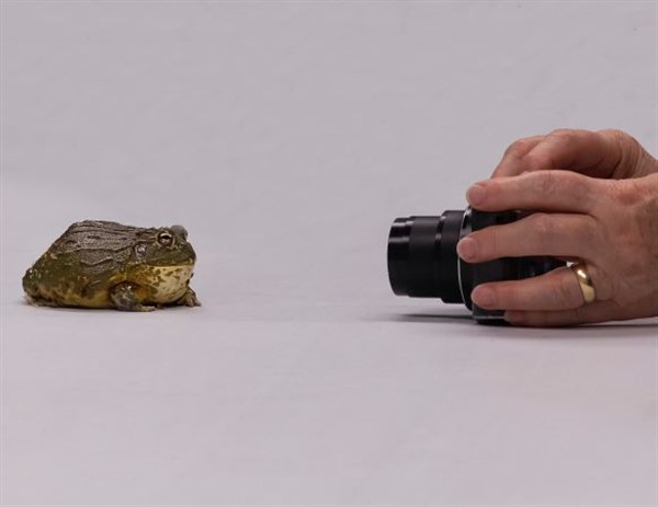 Introduction to Animal Photography image