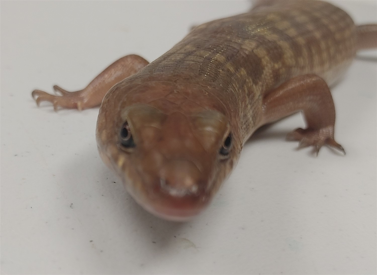Pet Lizard Starter Class image