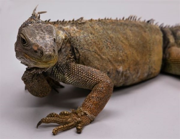 Preschooler Play Day - Loveable Lizards! image