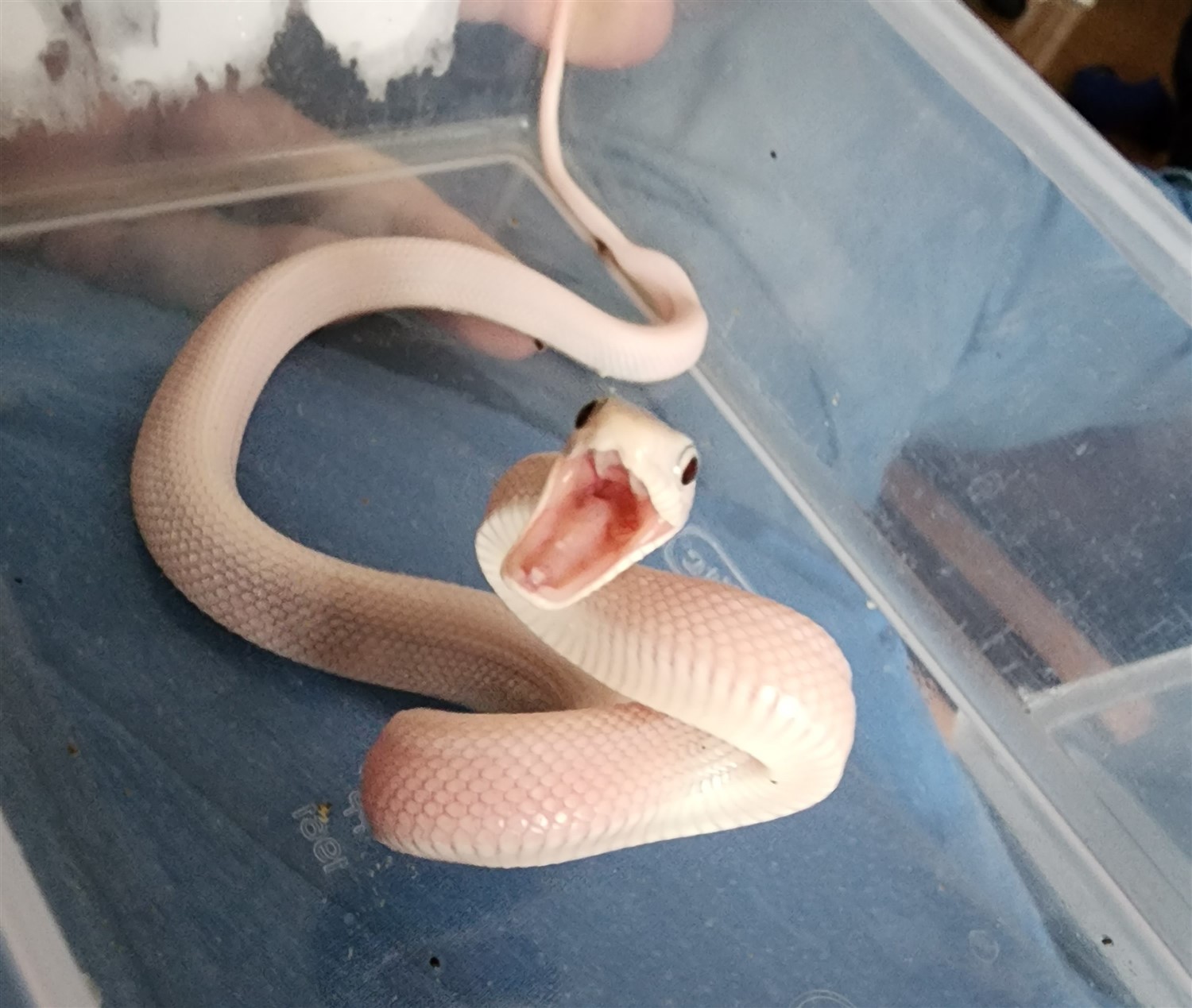 Adult Night - Creature Comedy Night image