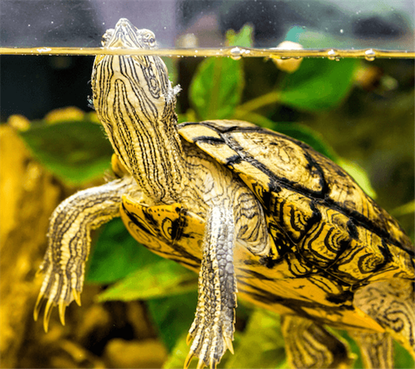 Spring Break: Underwater Adventure! image