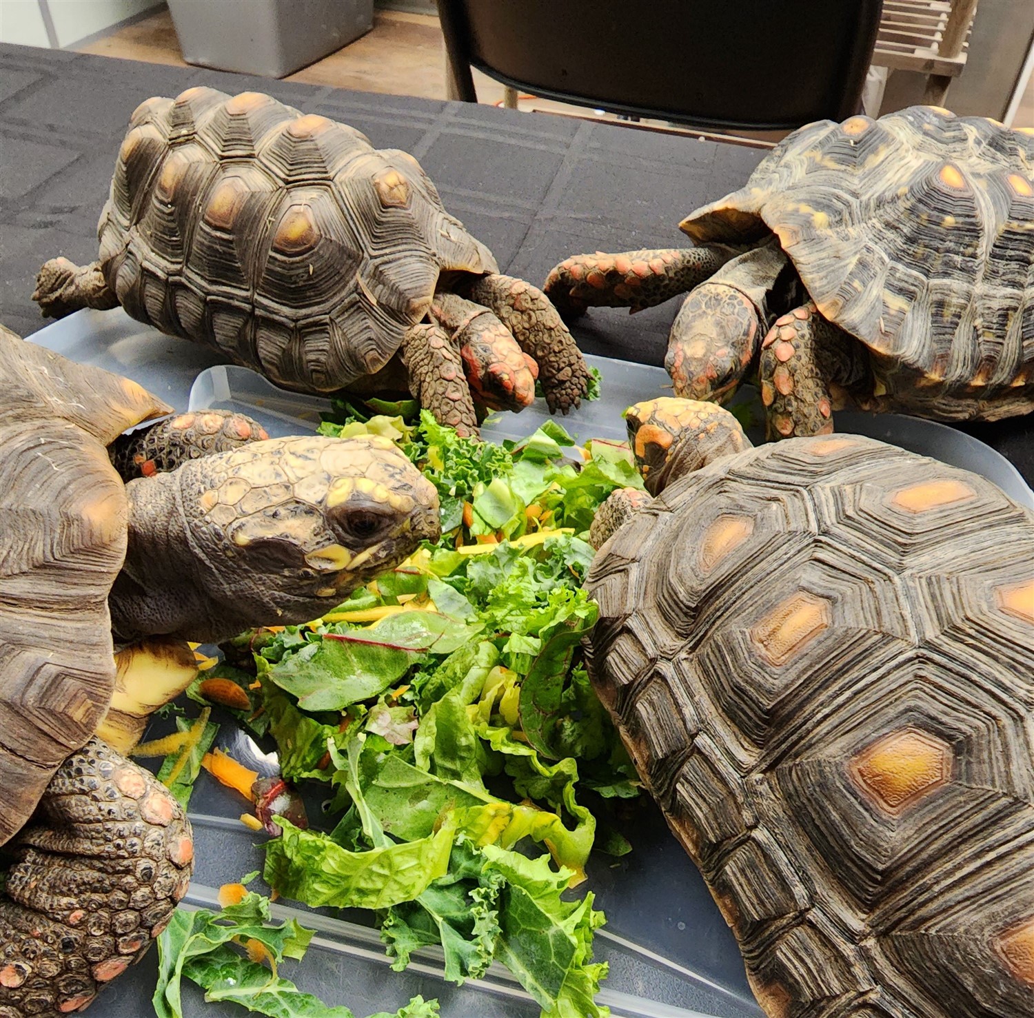Spring Break: Reptile Restaurant  on Mar 27, 09:00@YYC Nature & Education Centre - Buy tickets and Get information on YYC Nature & Education Centre 