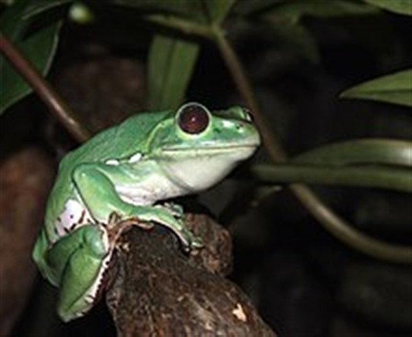 Public Day: Creatures of the Night image