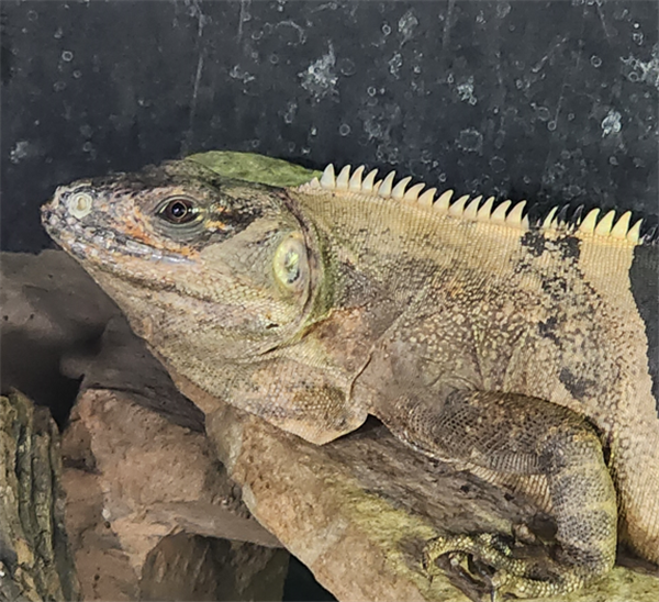 Public Day: Reptiles of Mexico image