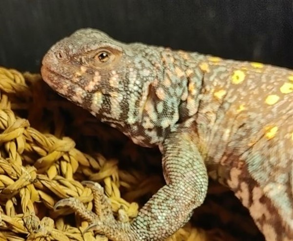 Pet Lizard Starter Class