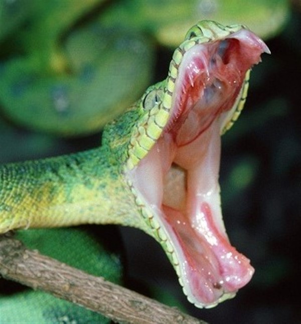 Holiday Break Camp - Beaks and Teeth