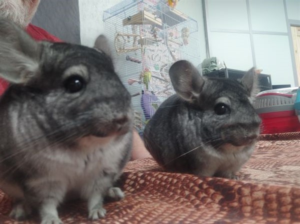 Mammal Meet & Greet!