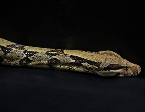 Fall Daycamp Oct 15 (Strike Care)