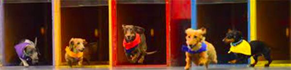 Doxie Derby 2022 image