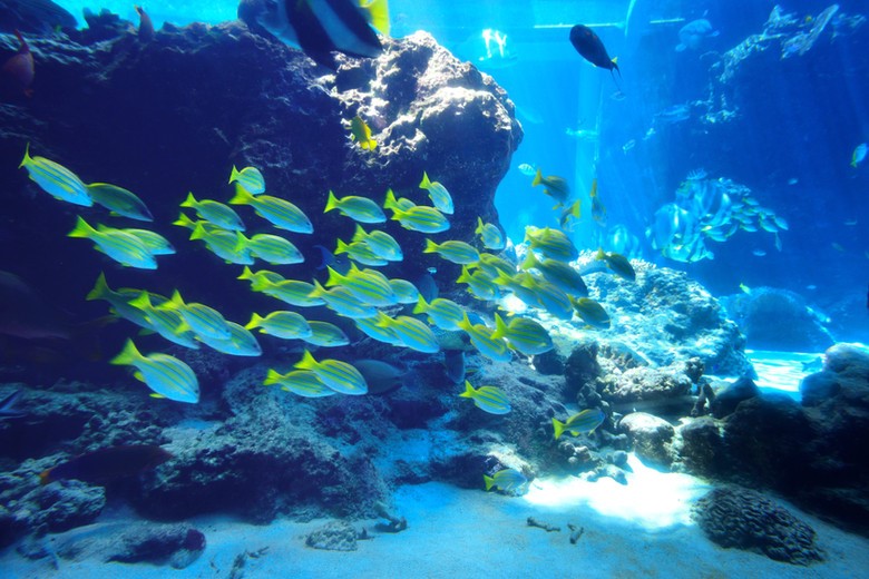 Ocean Adventures (K-3rd) image
