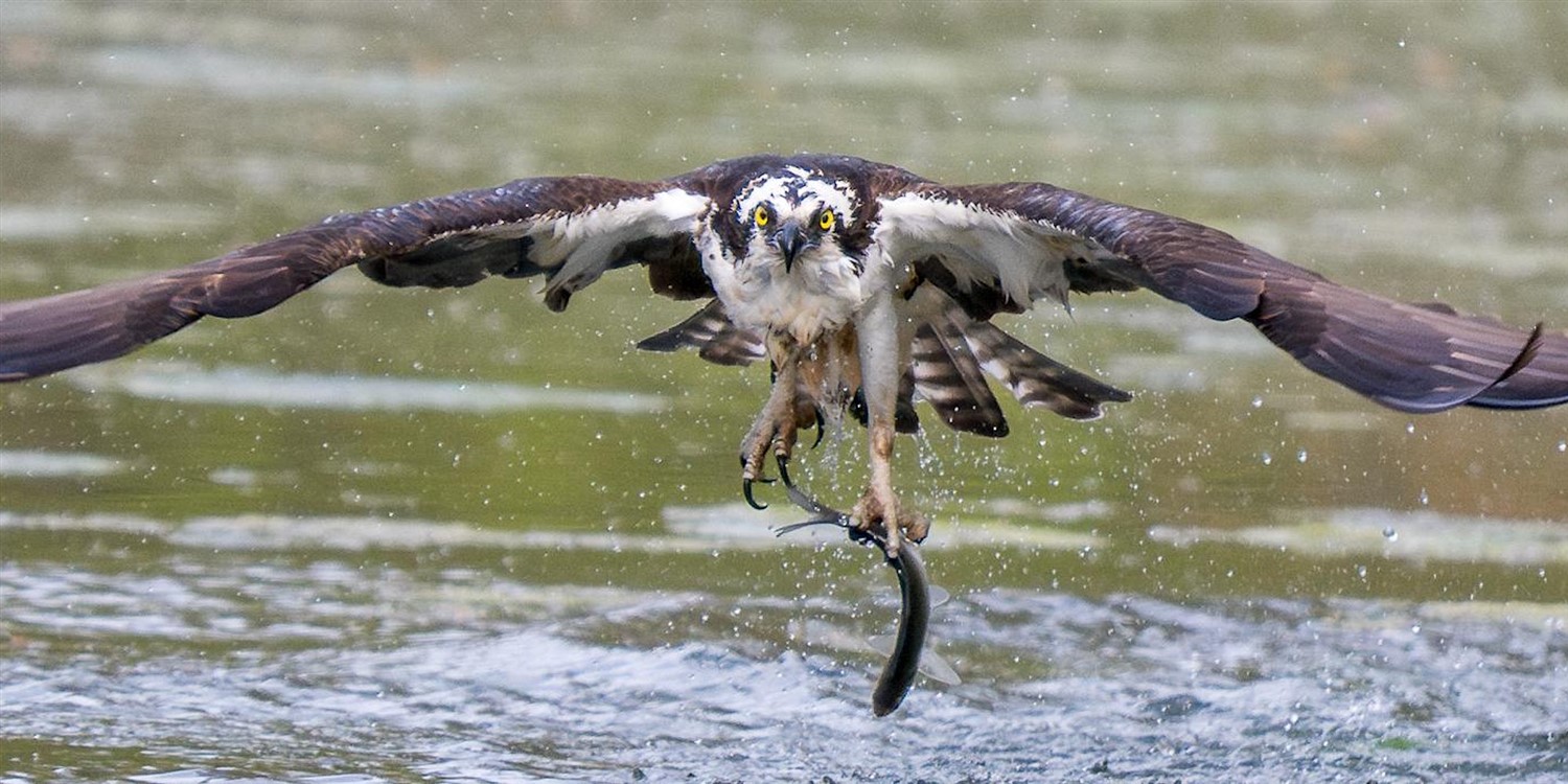 Tips for Birding Photography with Mike Amico image