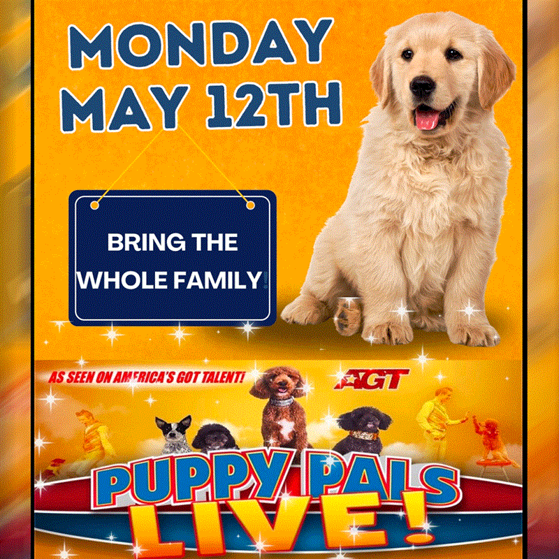 Puppy Pals LIVE