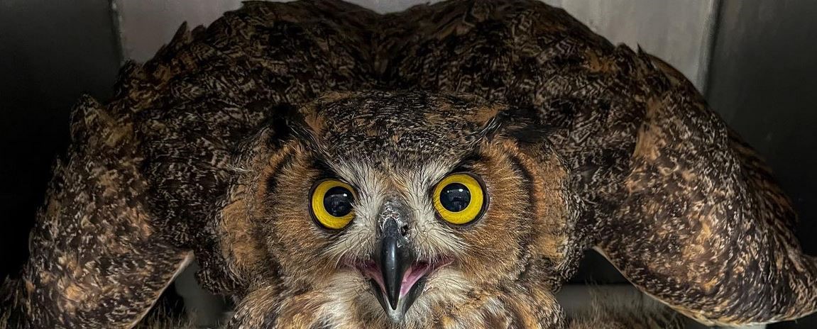 IRC Owl Prowl image