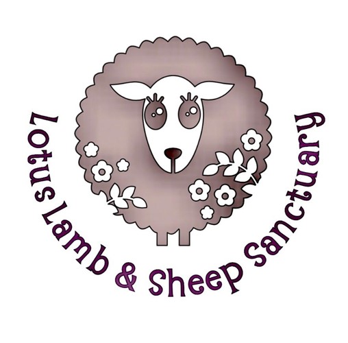 lotus lamb and sheep sanctaury image
