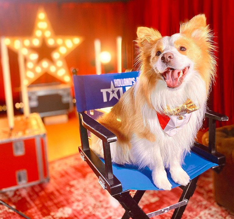 Performing Pets