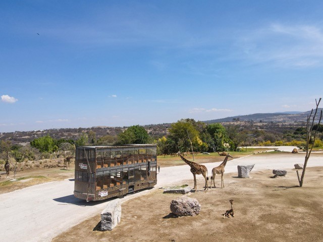 Safari Panorama image