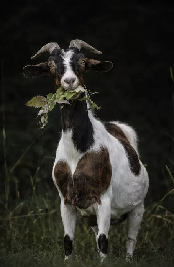 Goat Yoga- May 9th at 11am image