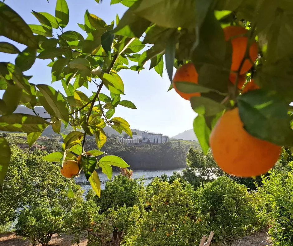 Get information & buy tickets toThe Orange Grove Chronicles: Florida Citrus & Cuisine Masterclass in Orlando  on Jul 27, 11:00 @Orlando | D2CTix | d2ctix.com
