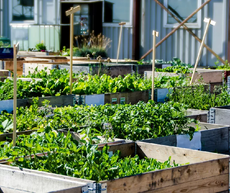 Urban Agriculture Lab: Seed-to-Table Workshop in Chicago