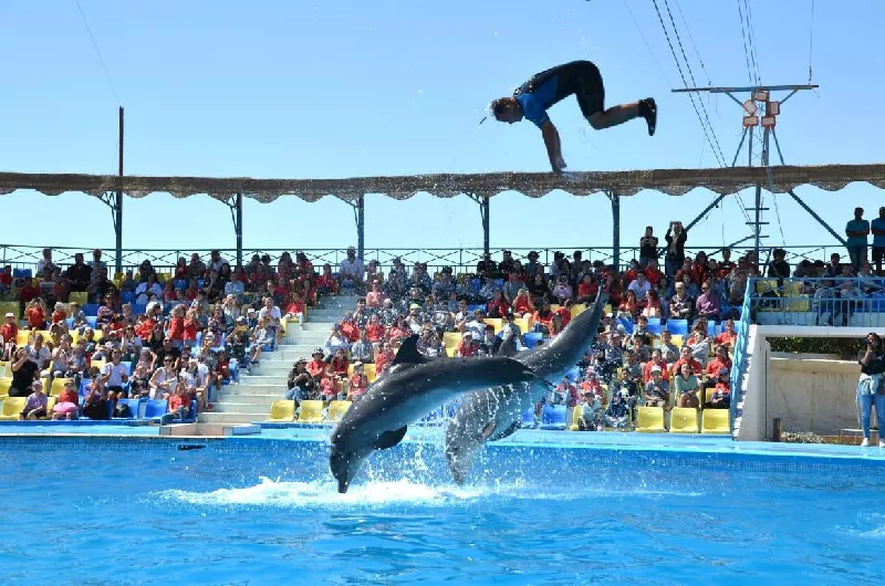 Dolphin Show