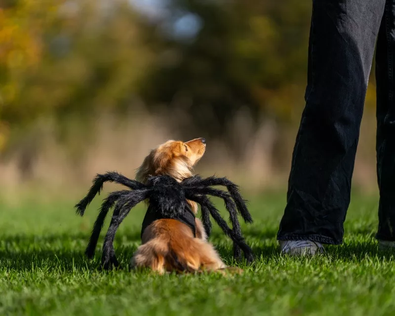 DaisyDogMeets