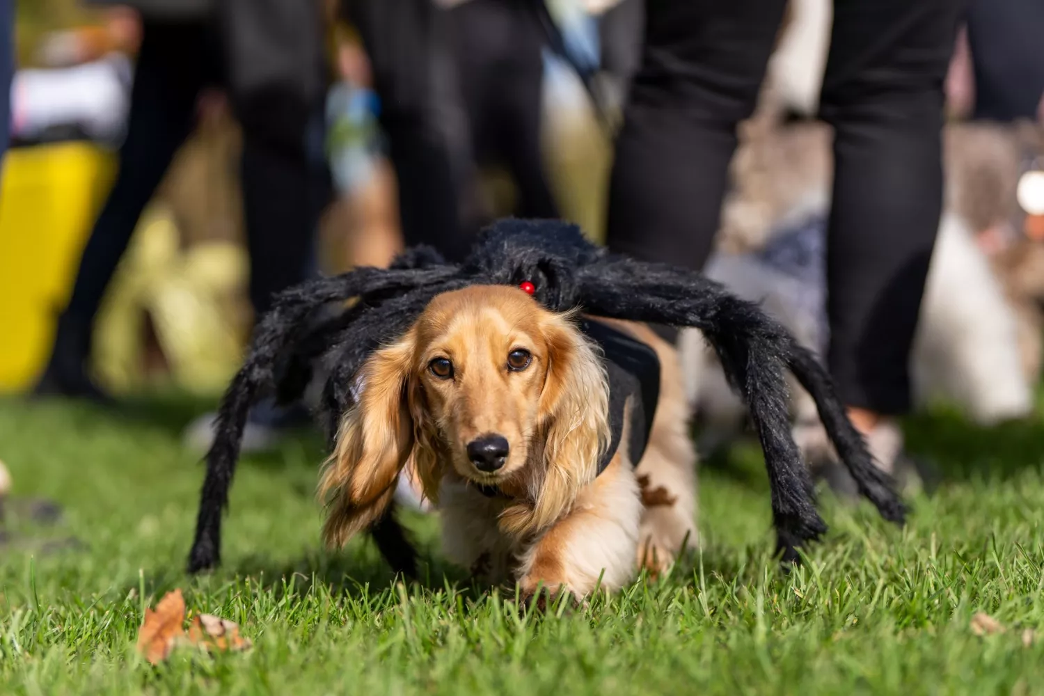 Halloween Dachshund Party