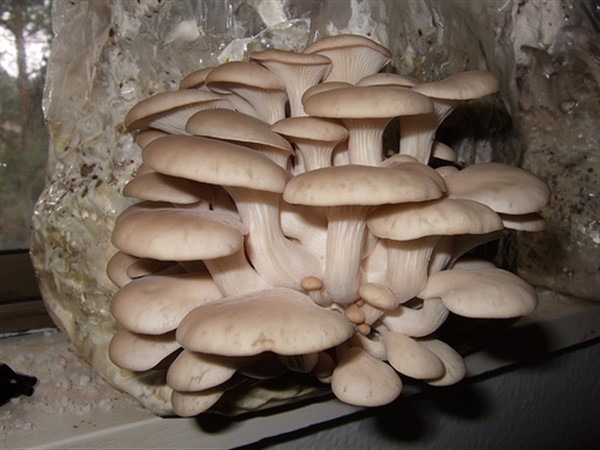 Oyster Mushroom Workshop image
