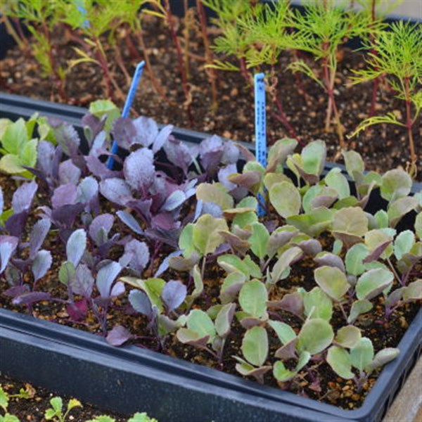 8x11 Tray of Vegetable transplants image