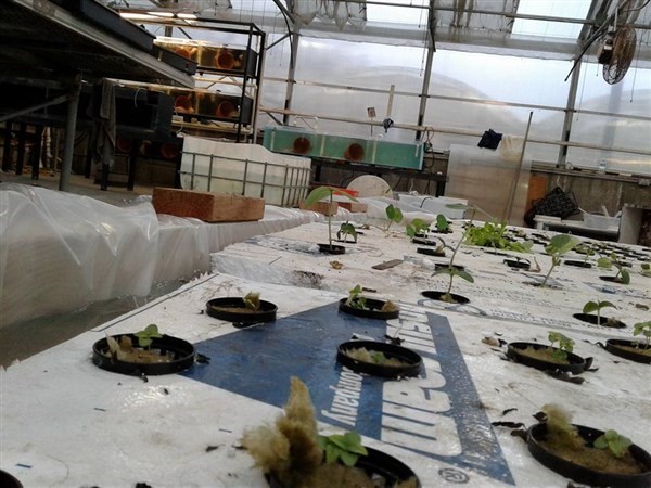 Aquaponics - Trials, Errors, & Wins image