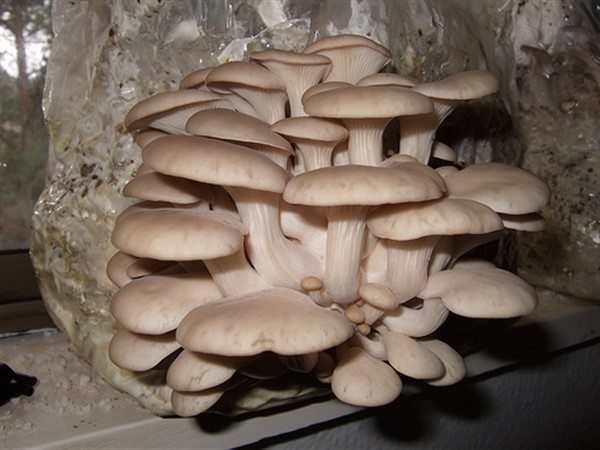 Oyster Mushroom Workshop