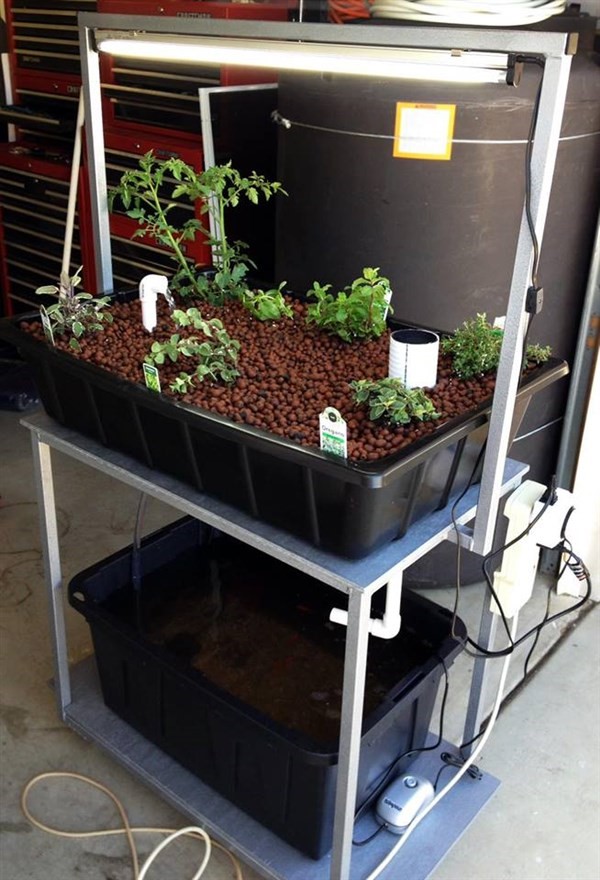 Aquaponics 101 and Farm Tour (Wednesday Class)