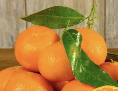 NC Party Production, LLC